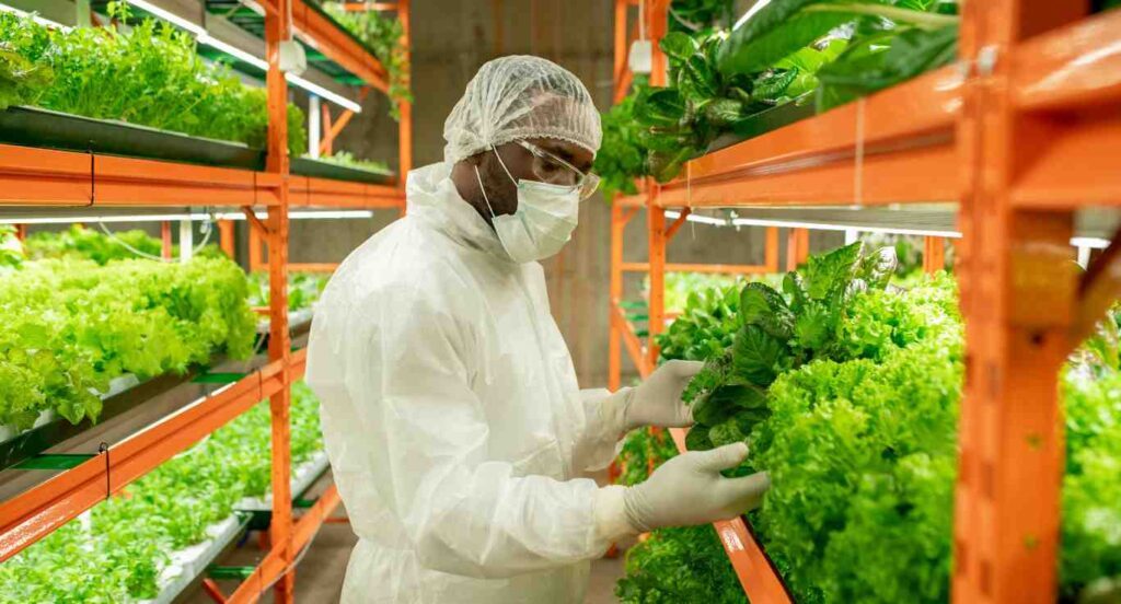 Revolucionando a Agricultura por Meio de Soluções Impulsionadas pela Inteligência Artificial: Inovações e Desenvolvimentos em Caxias