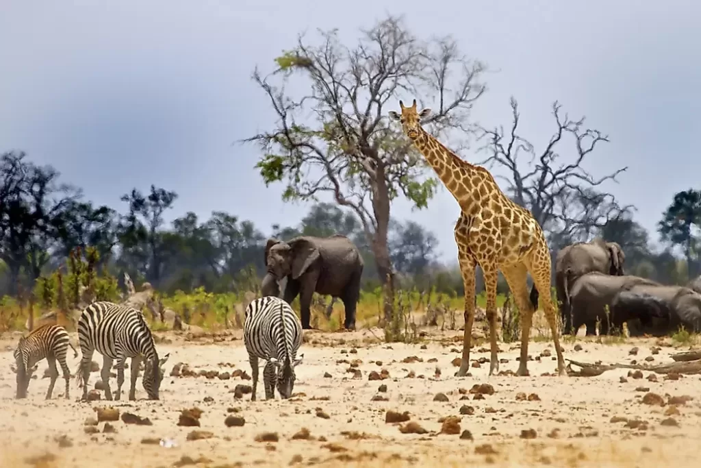 "Vida selvagem global cai 73% em 50 anos, aponta WWF"