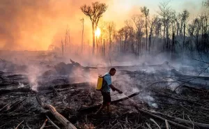 BB, Bradesco e Itaú lideram ranking global de financiamento antiambiental