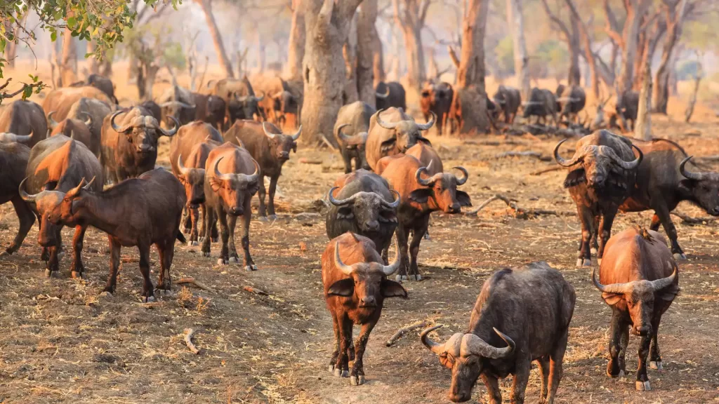 "Vida selvagem global cai 73% em 50 anos, aponta WWF"